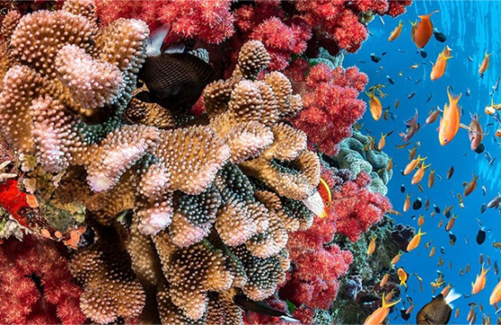 Mercan Resifleri Nedir?